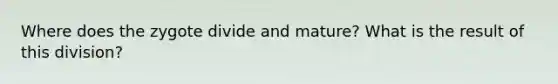 Where does the zygote divide and mature? What is the result of this division?