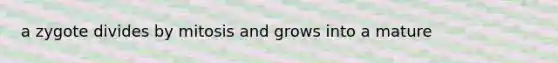 a zygote divides by mitosis and grows into a mature