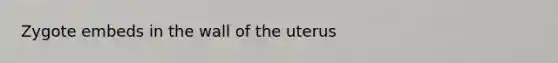 Zygote embeds in the wall of the uterus