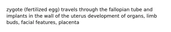 zygote (fertilized egg) travels through the fallopian tube and implants in the wall of the uterus development of organs, limb buds, facial features, placenta