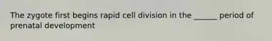 The zygote first begins rapid cell division in the ______ period of prenatal development