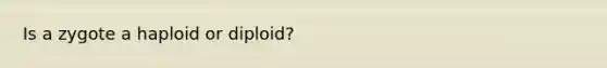 Is a zygote a haploid or diploid?