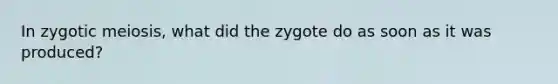 In zygotic meiosis, what did the zygote do as soon as it was produced?